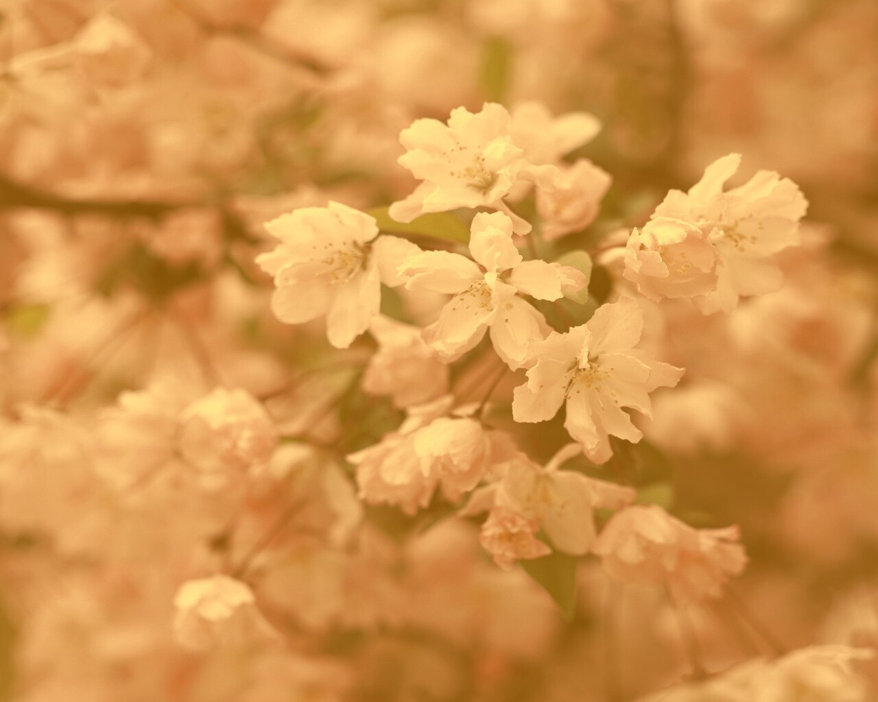 Весенние цветы обои