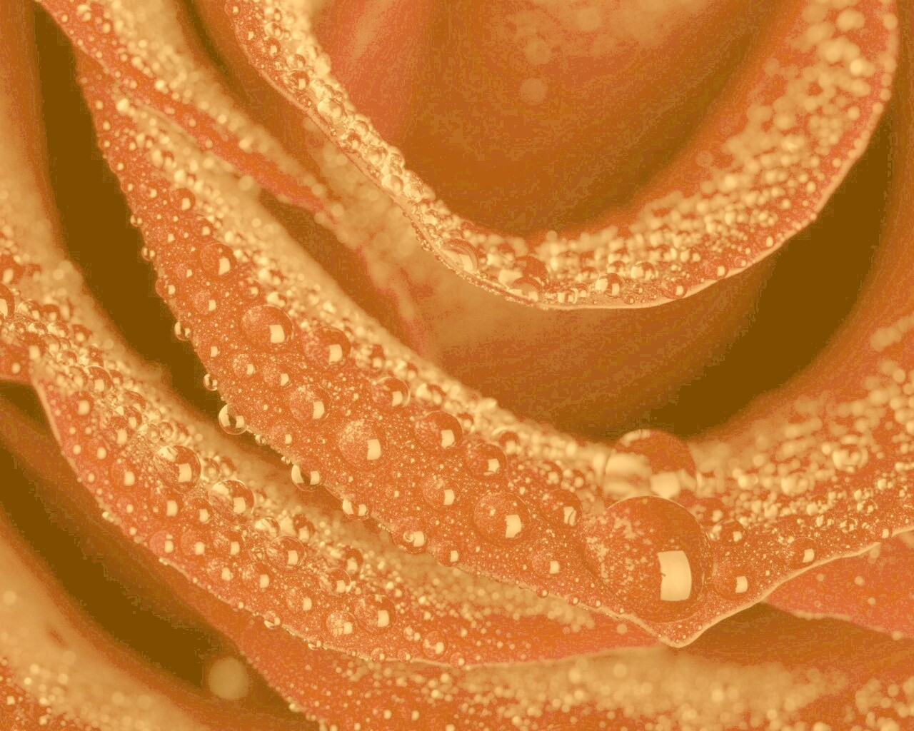 Роза в каплях обои