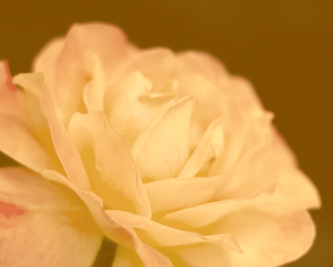 Картинка с нежным розовым цветком обои