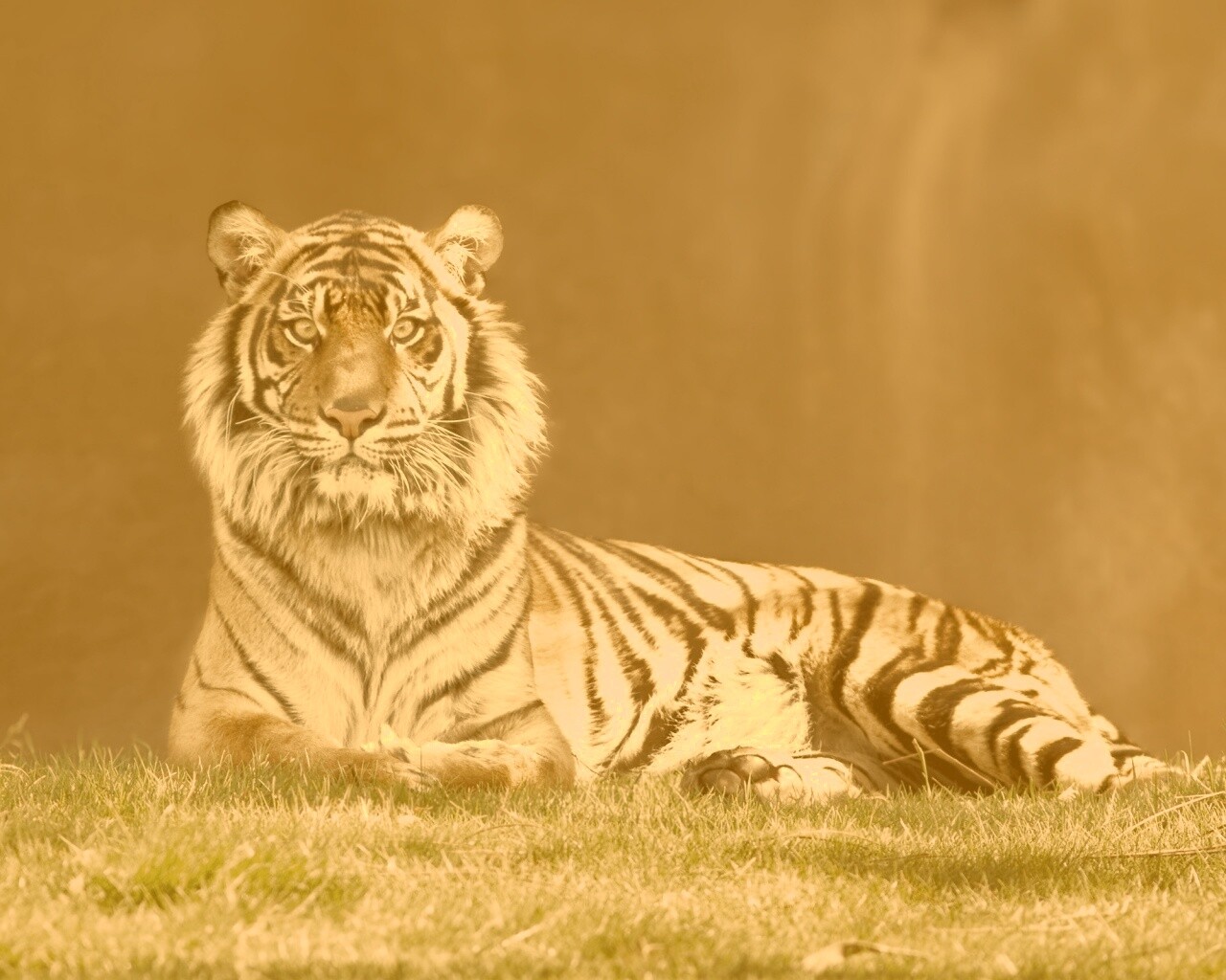 Величественный тигр обои