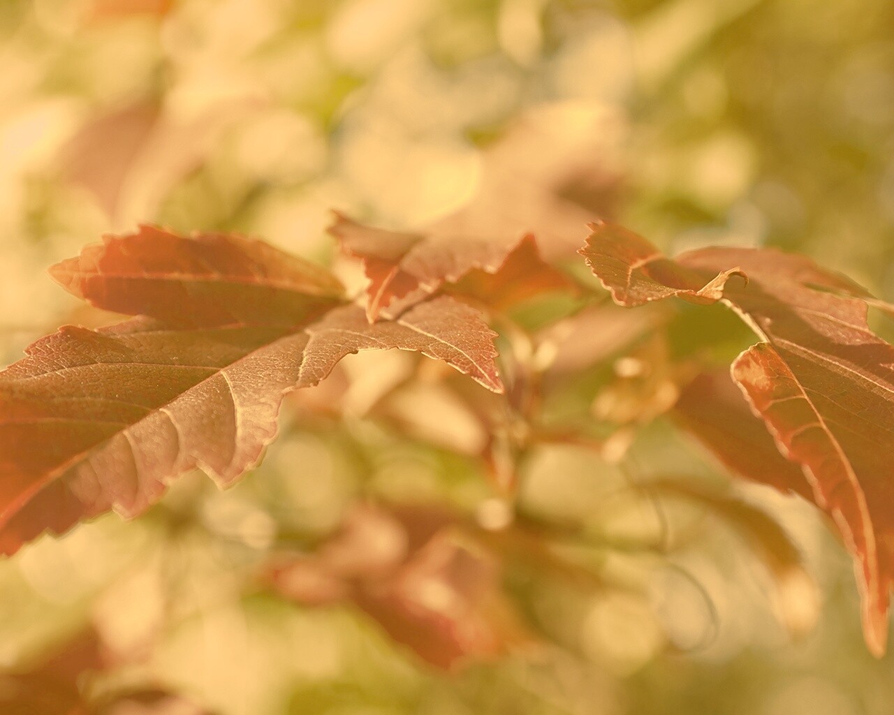 Красивые осенние листья в баговых цветах обои