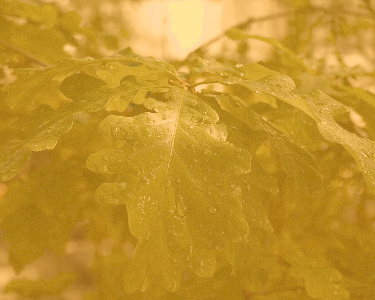 Сочные листья дуба обои