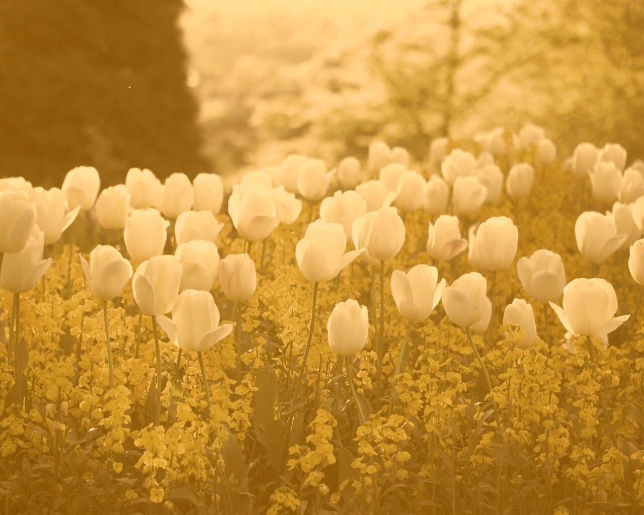 Белые тюльпаны обои