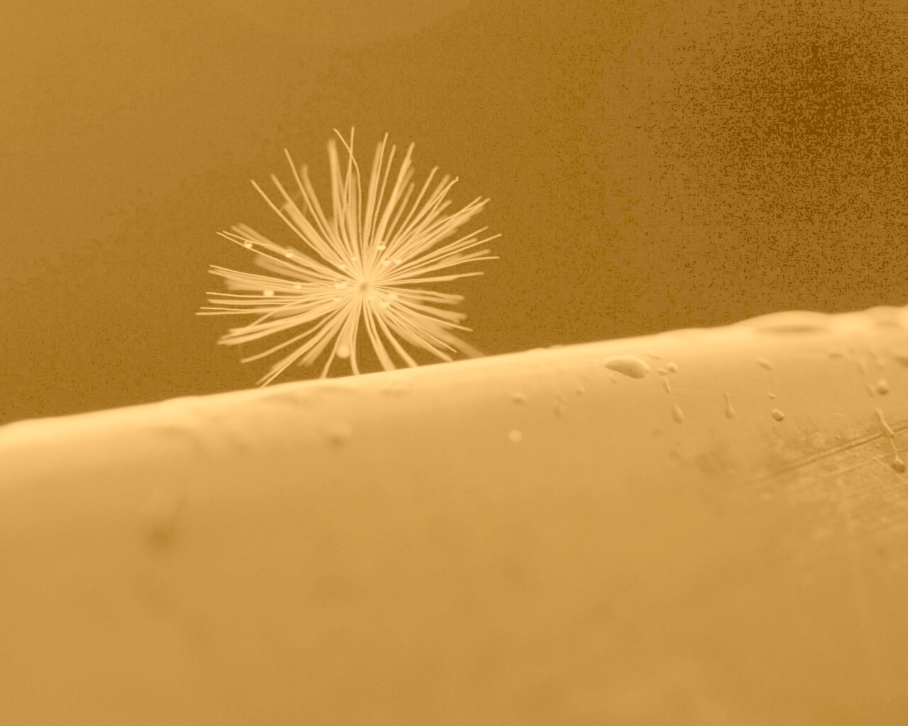 Прилипшая пушинка обои