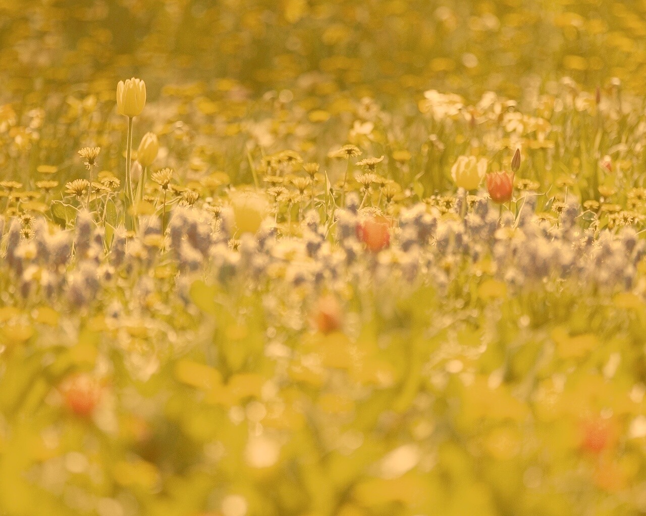 Все краски весны обои