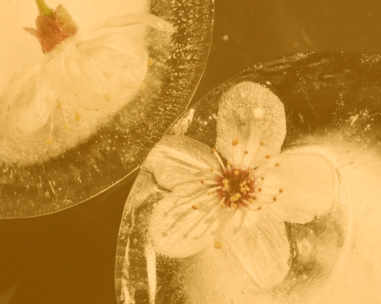 Цветы вишни во льду обои