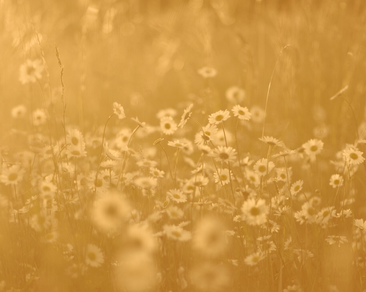 Поле ромашек обои