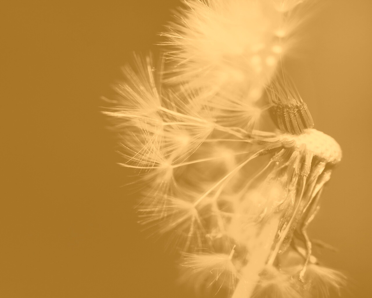 Сдутый одуванчик обои