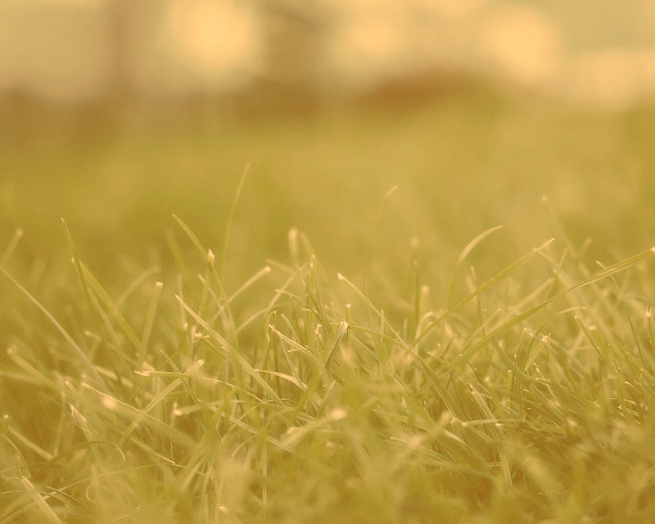 Сочная трава обои