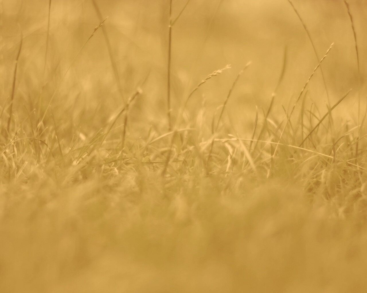 Трава в макро режиме обои