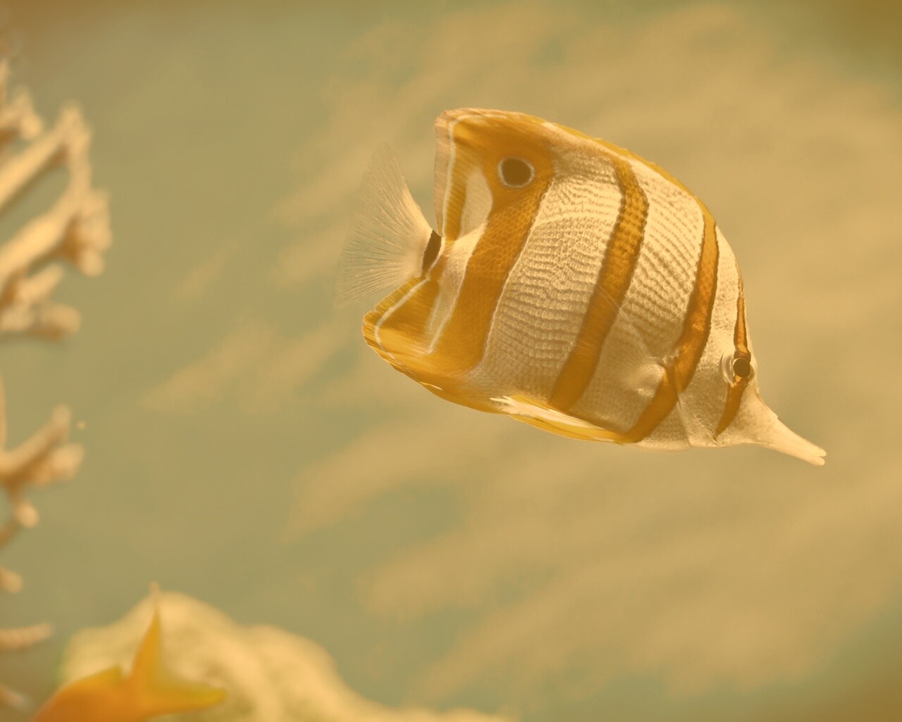 Тропическая рыбка обои