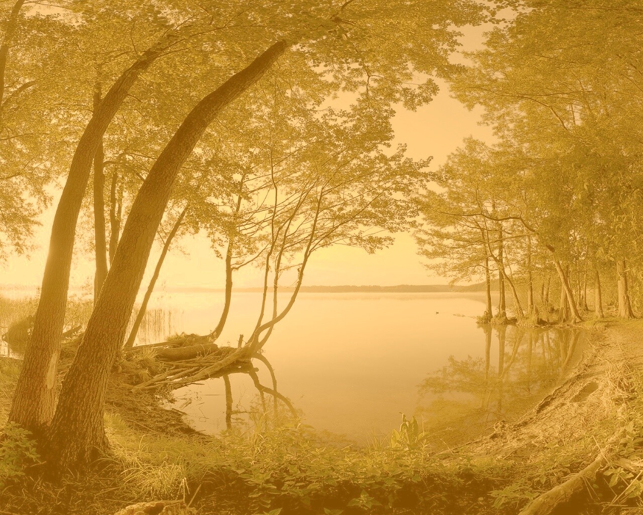 Заросший берег обои