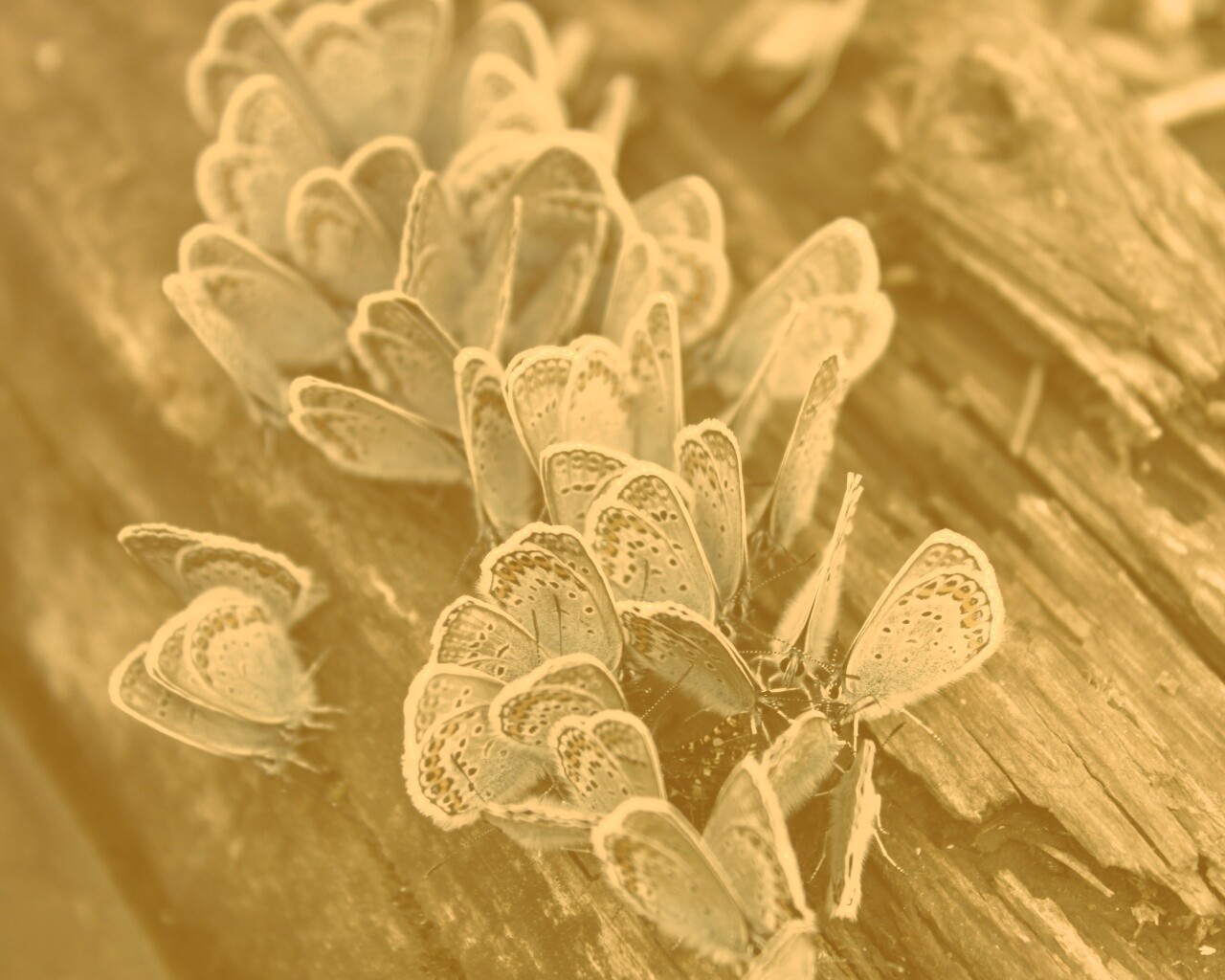 Голубые бабочки обои