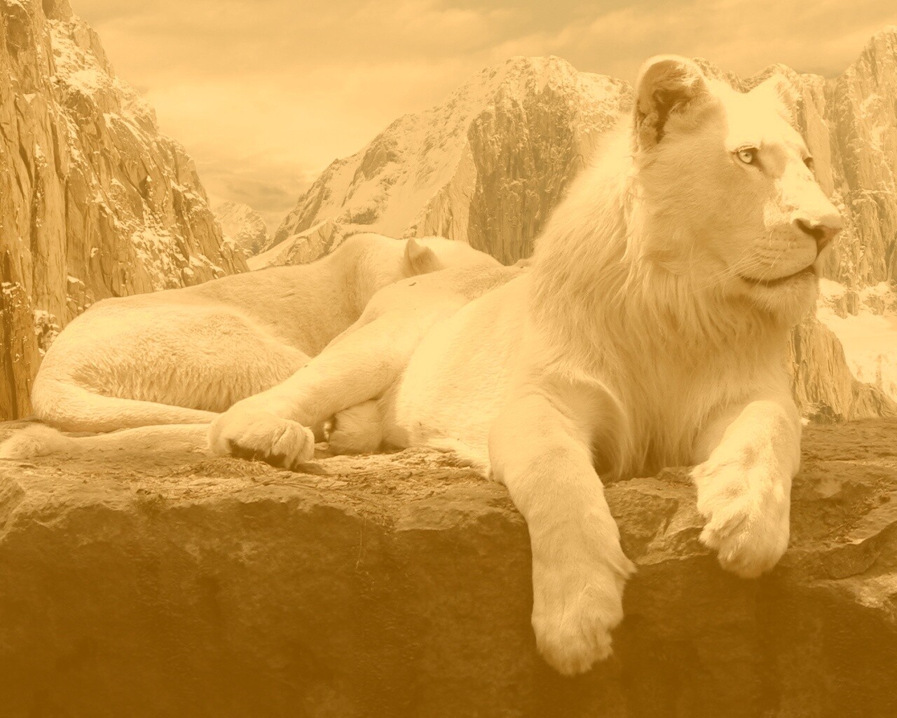 Белый лев обои