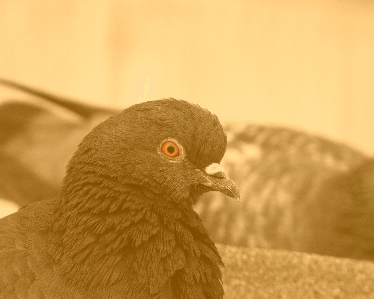 Смотрит в самую душу обои