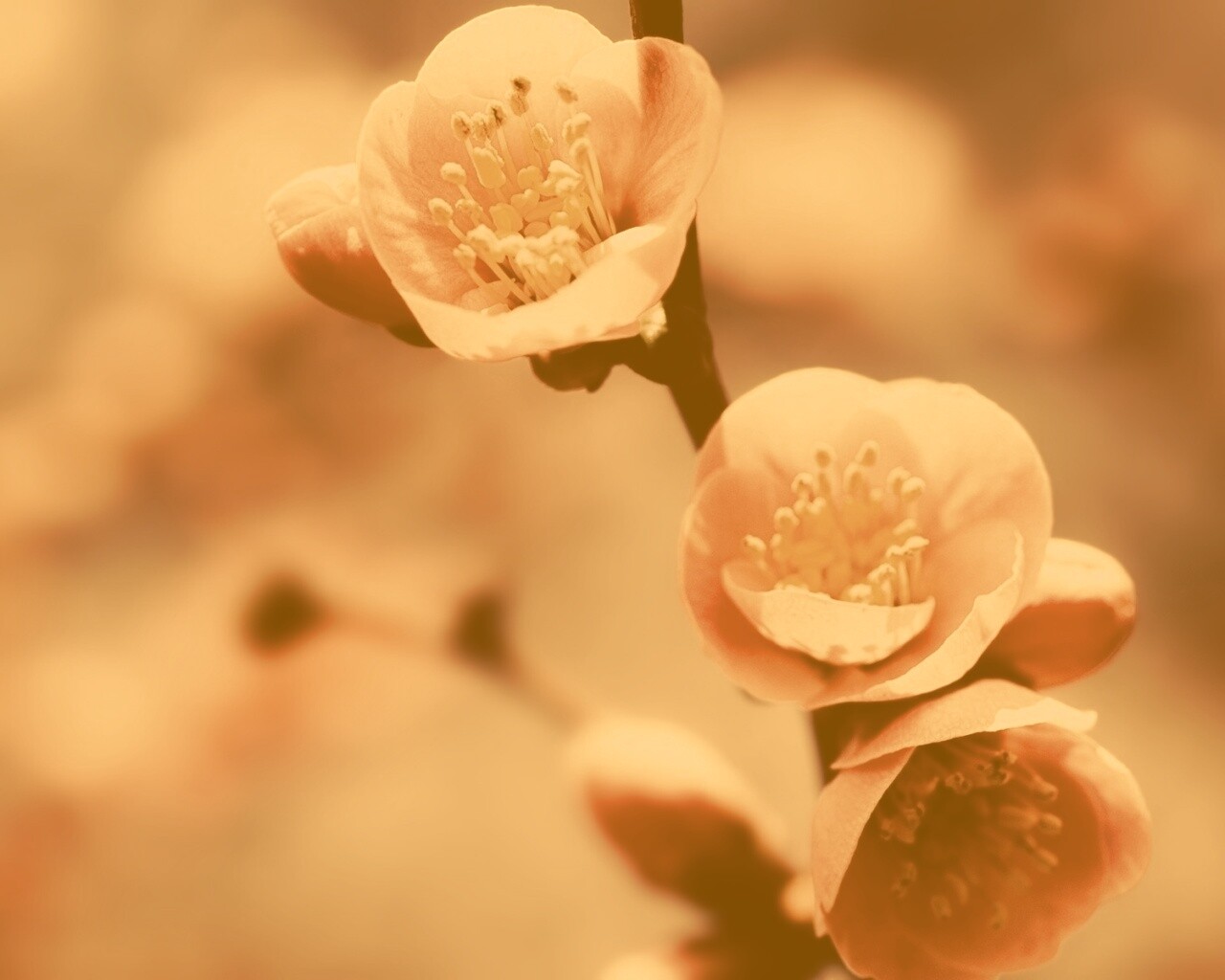 Великолепный цветок обои