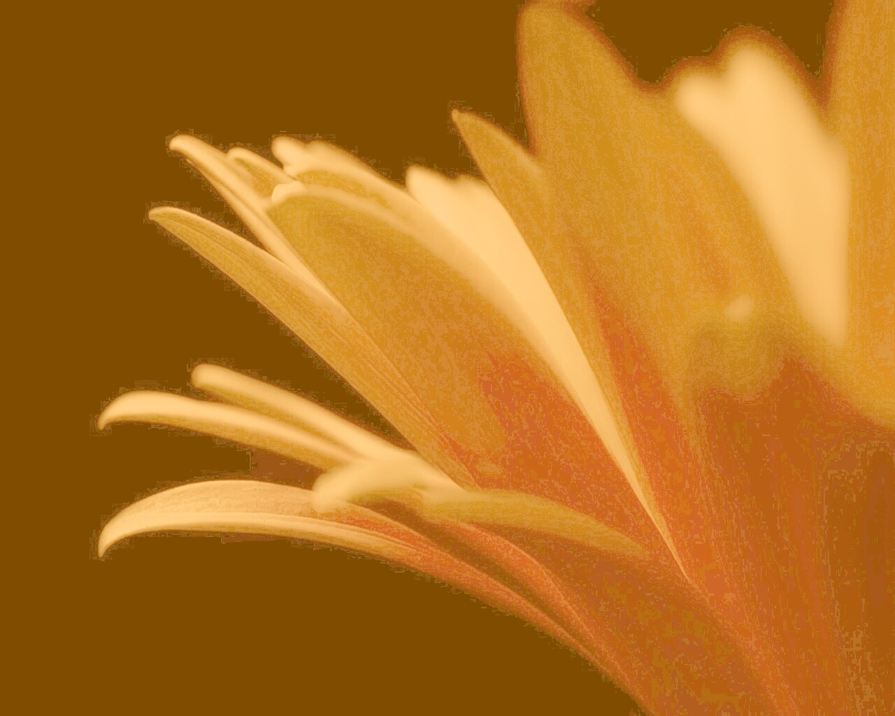 Гербера обои