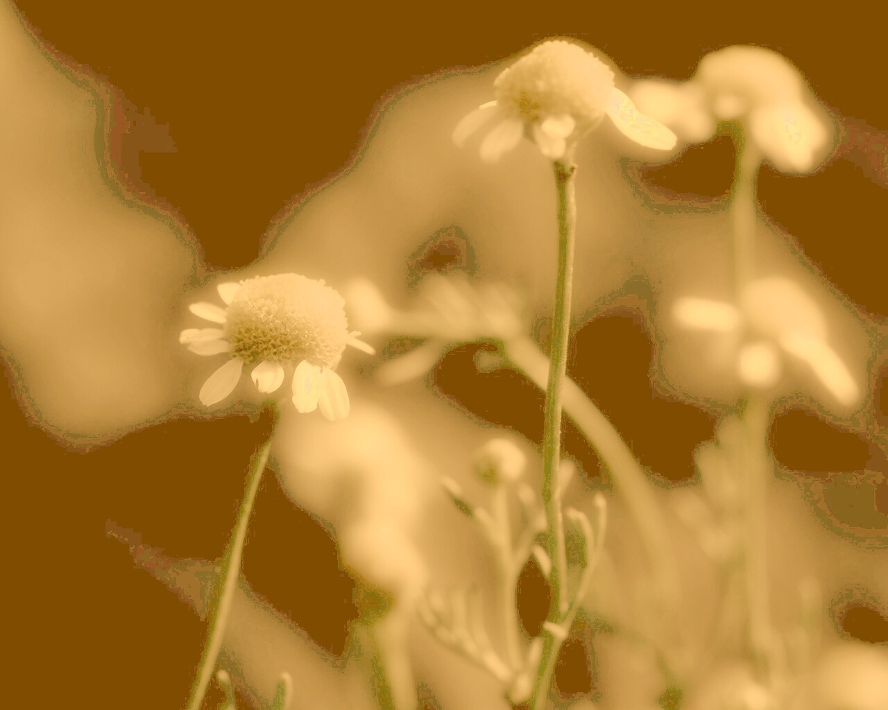 Стремный лепестун обои