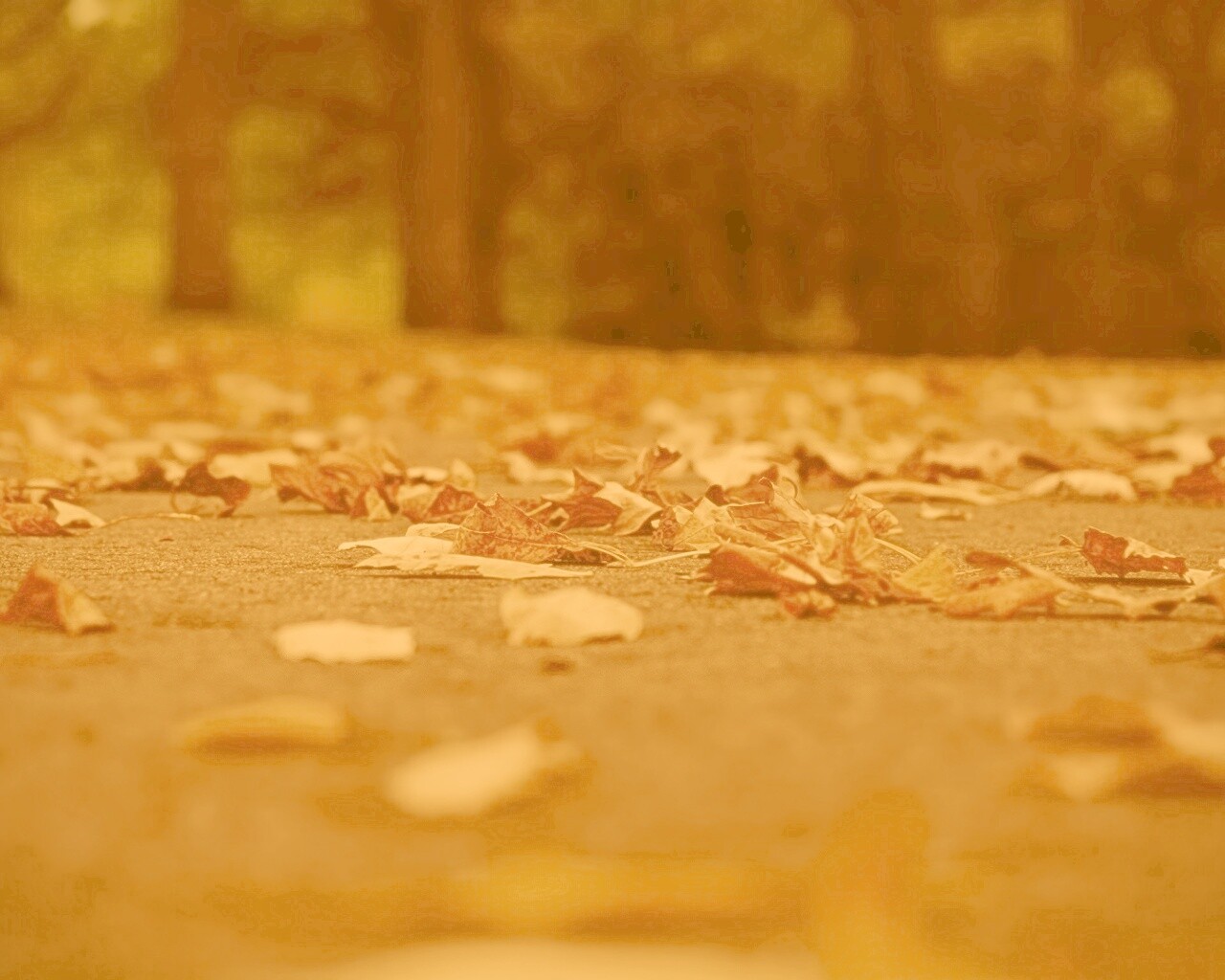 Дорога в листьях  обои