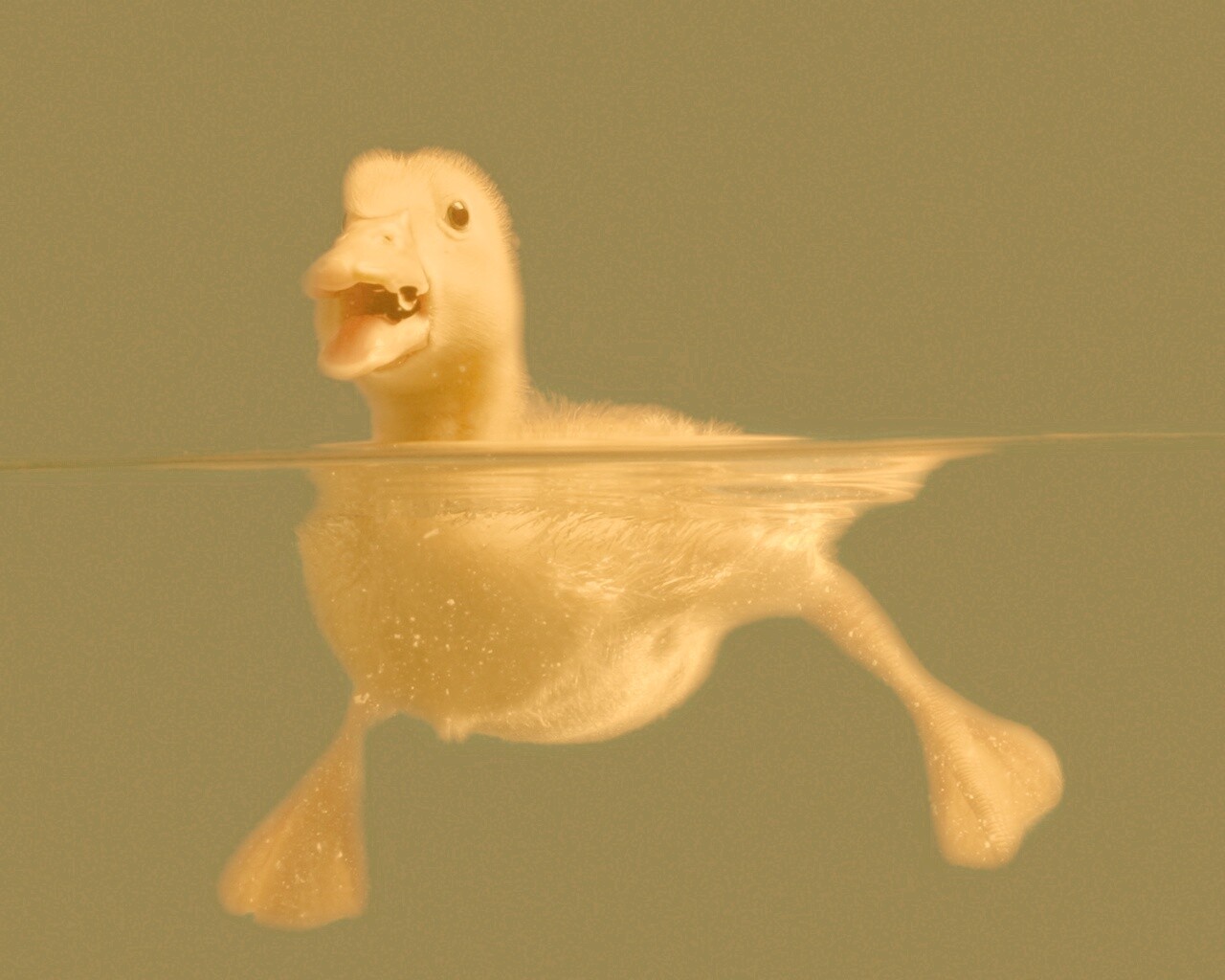 Утёнок в воде обои