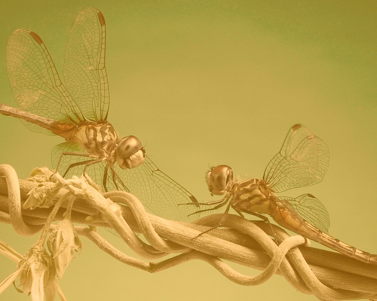 Две стрекозы обои