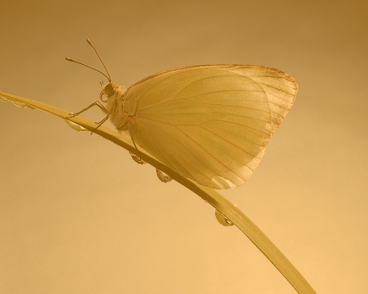 Жёлтая бабочка на стебельке обои