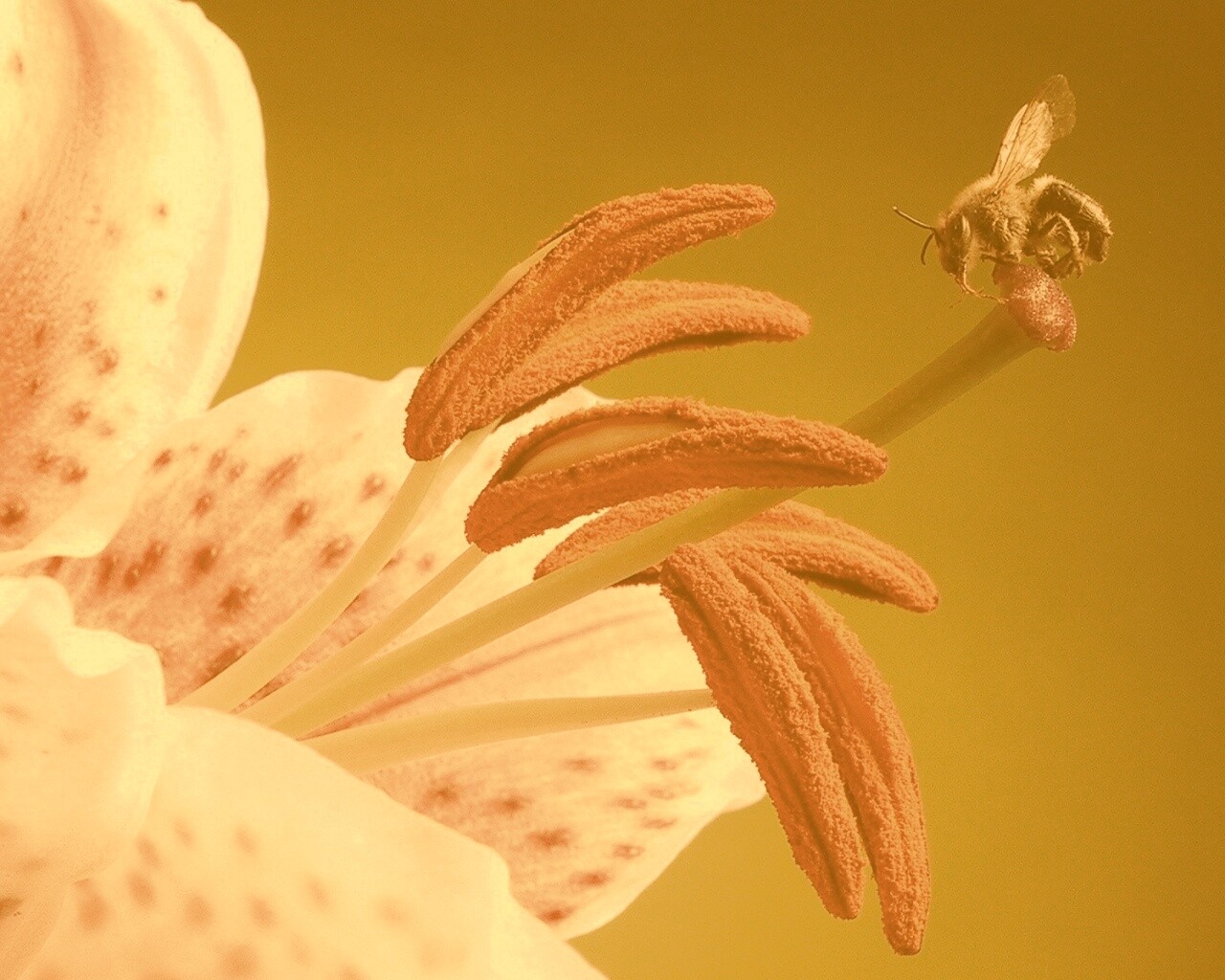 Трудолюбивая пчела на прекрасном цветке обои