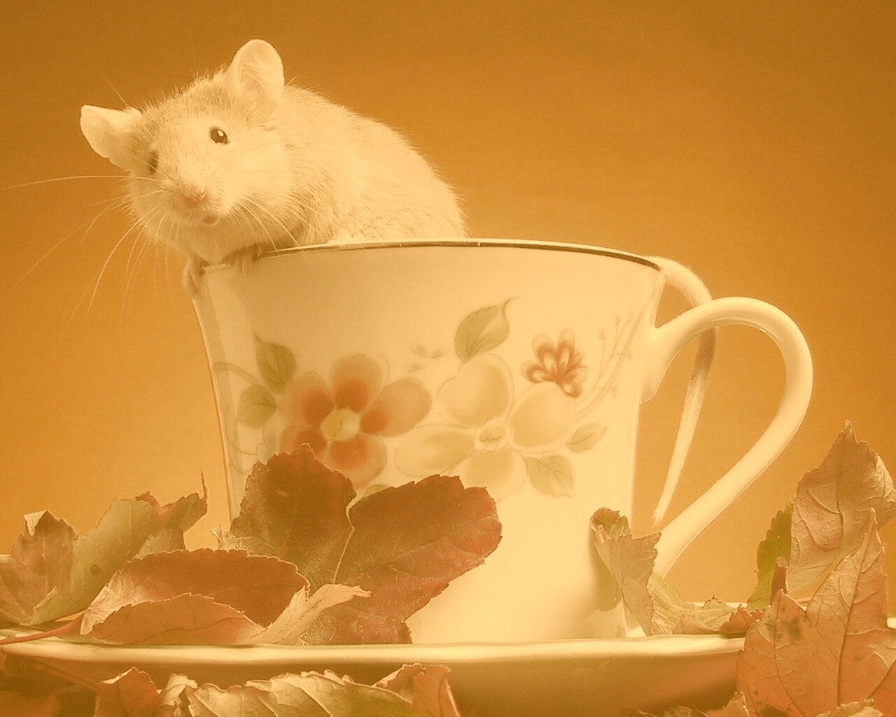 Мышонок выбирается из чашки обои