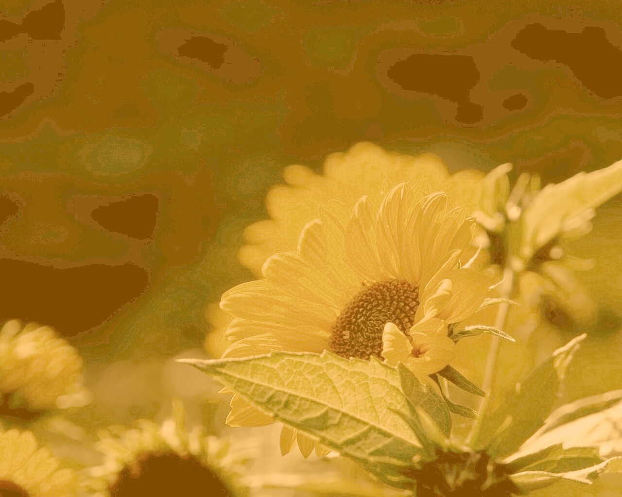 Цветок солнца обои