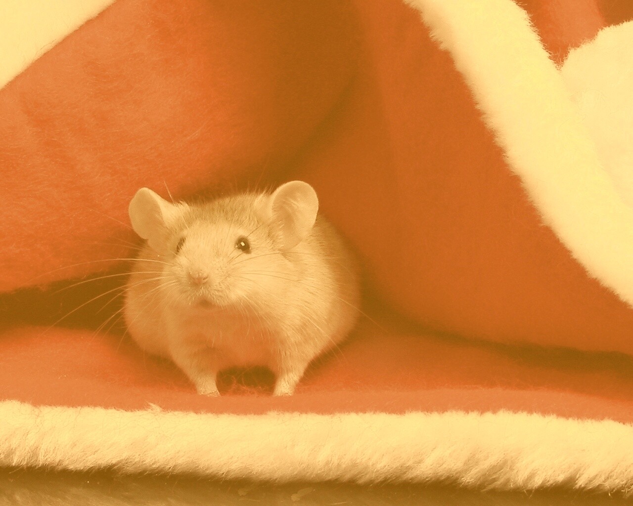 Толстый новогодний мышонок обои