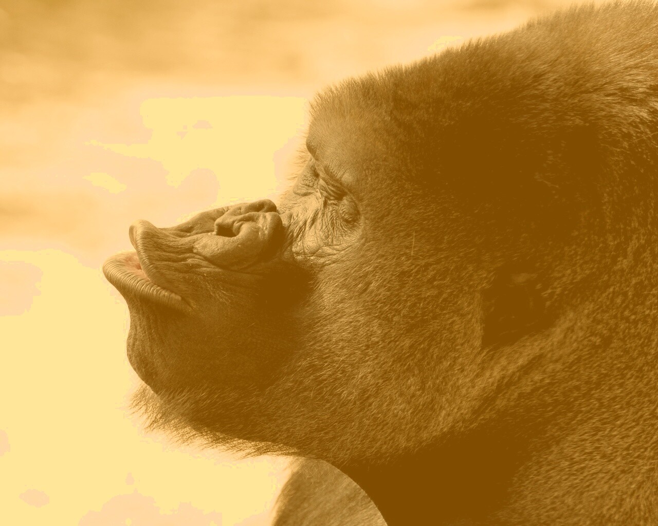 Горилла корчит рожи обои