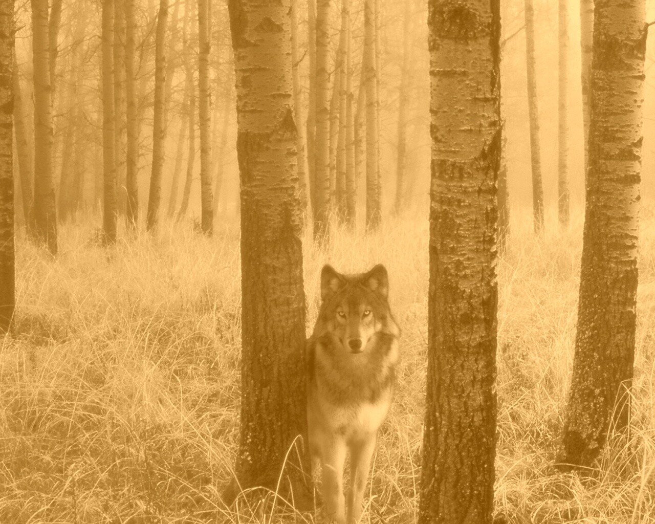 Волк в лесу обои