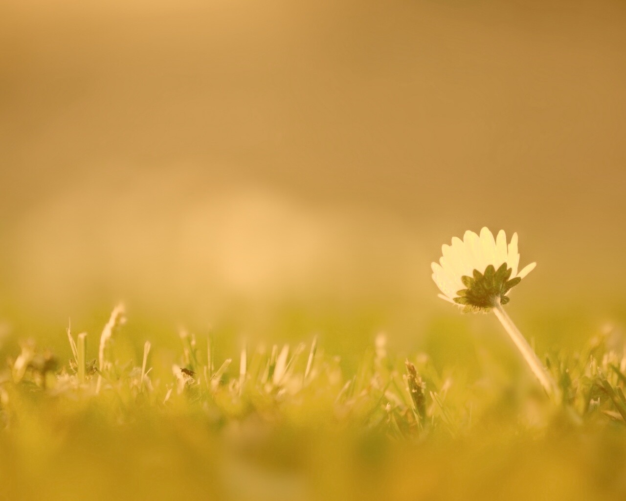 Цветок на траве обои