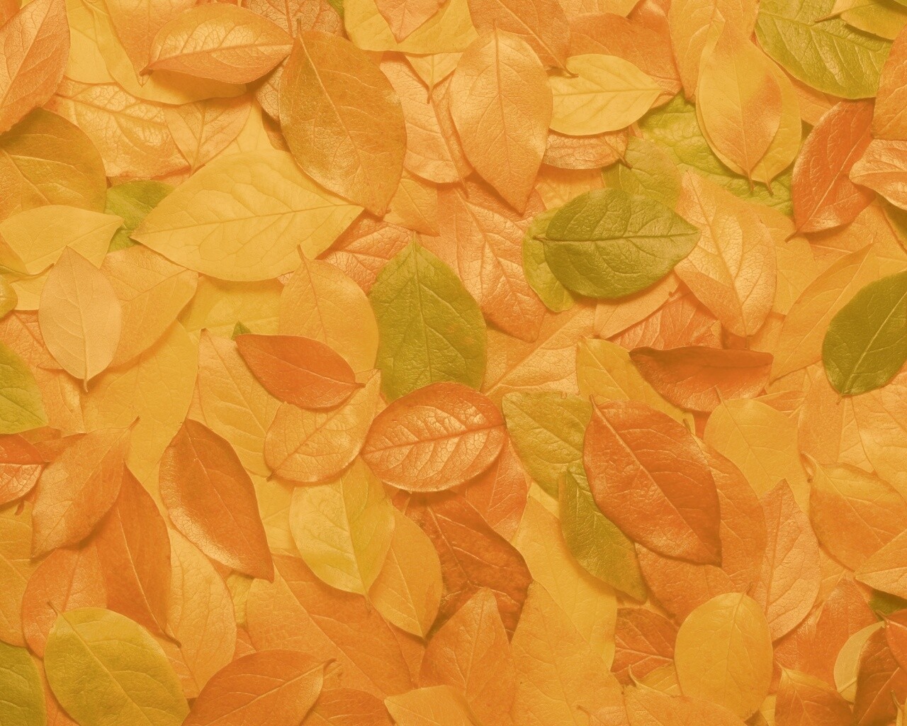 Цветной ковёр из листьев обои