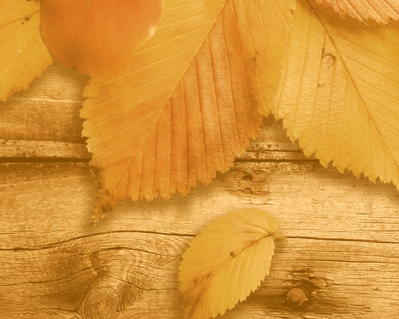 Красиво разложенные листья обои