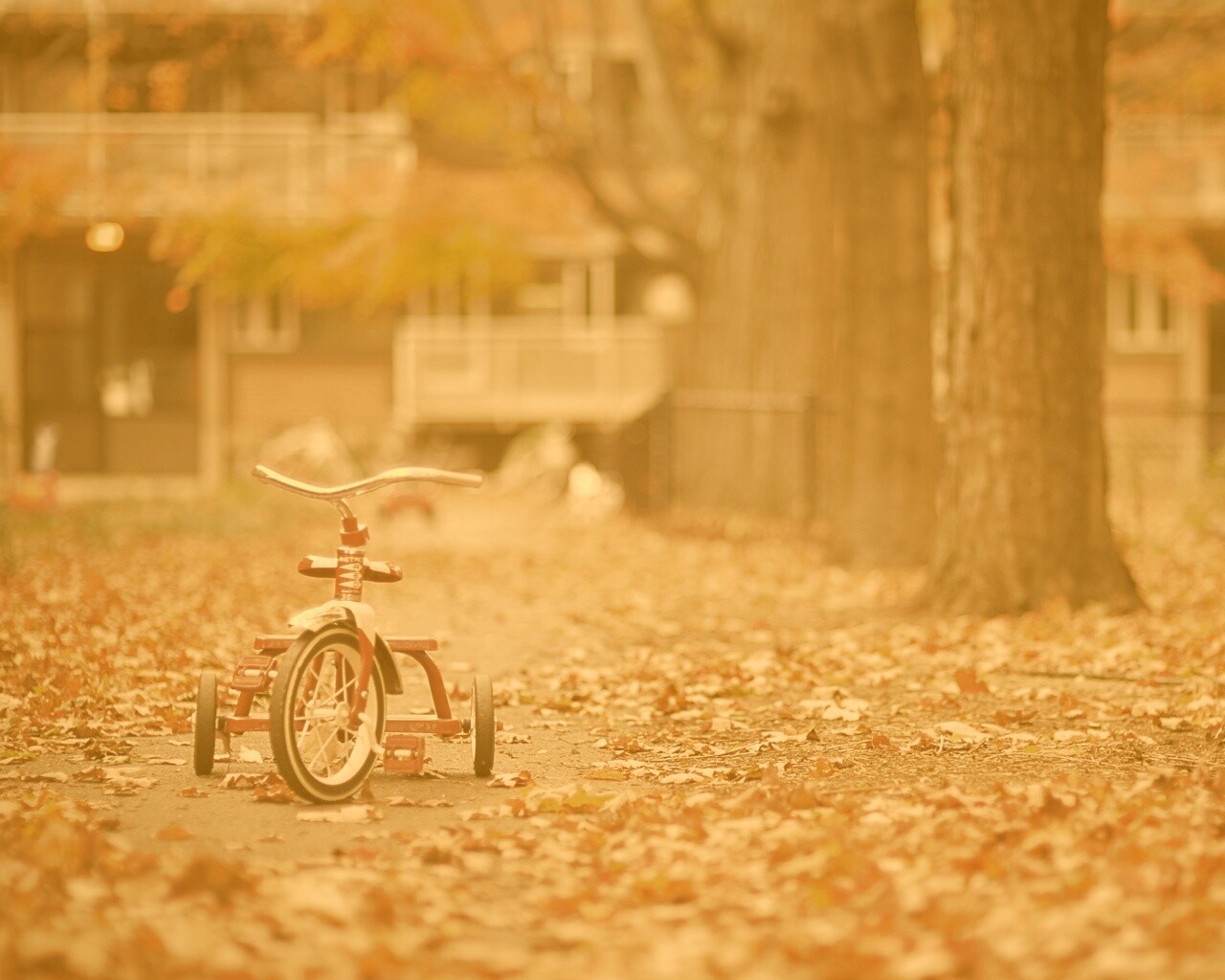 Трёхколёсный друг на осенней дорожке обои
