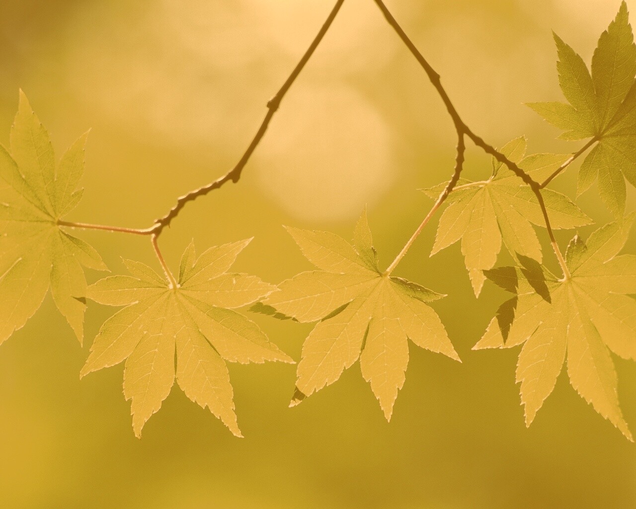 Зелёные листья обои