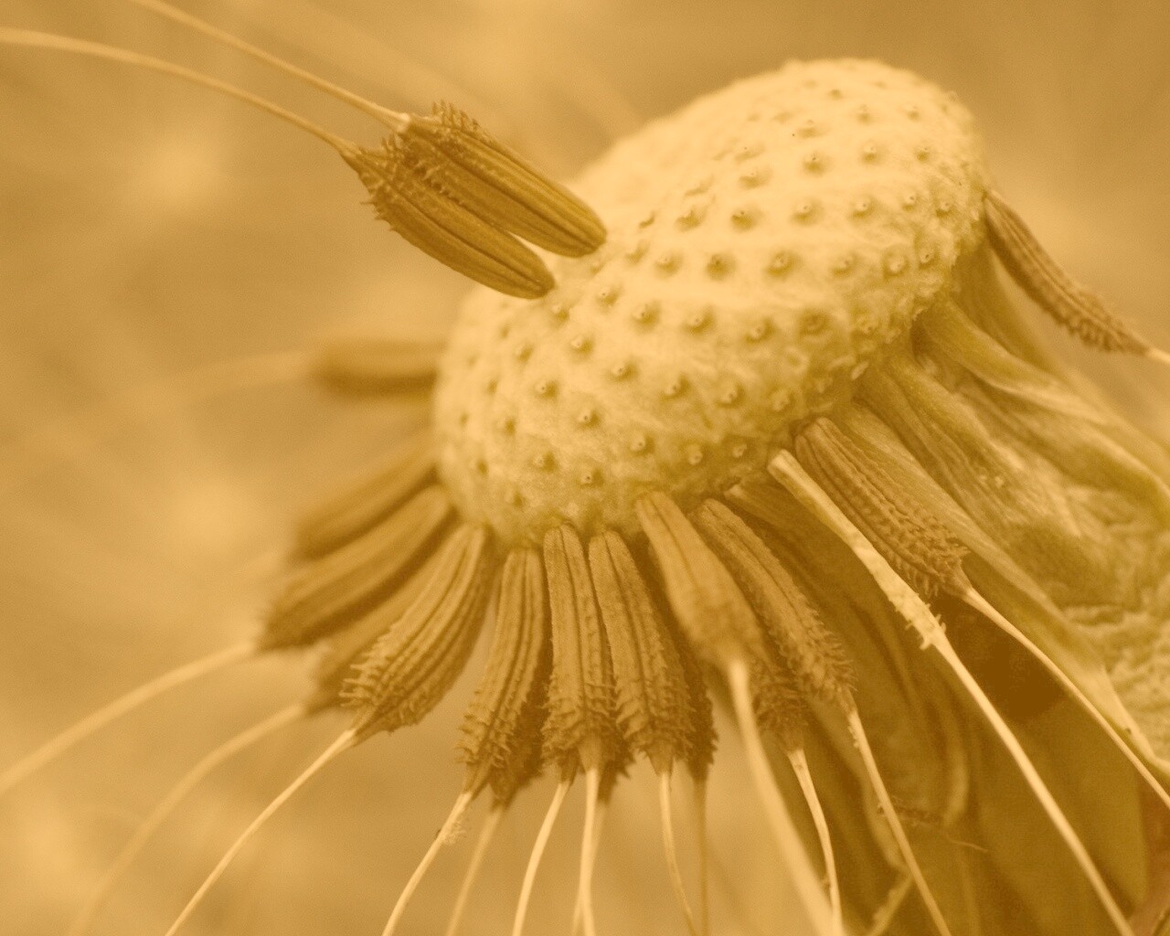 Лысеющий одуванчик обои