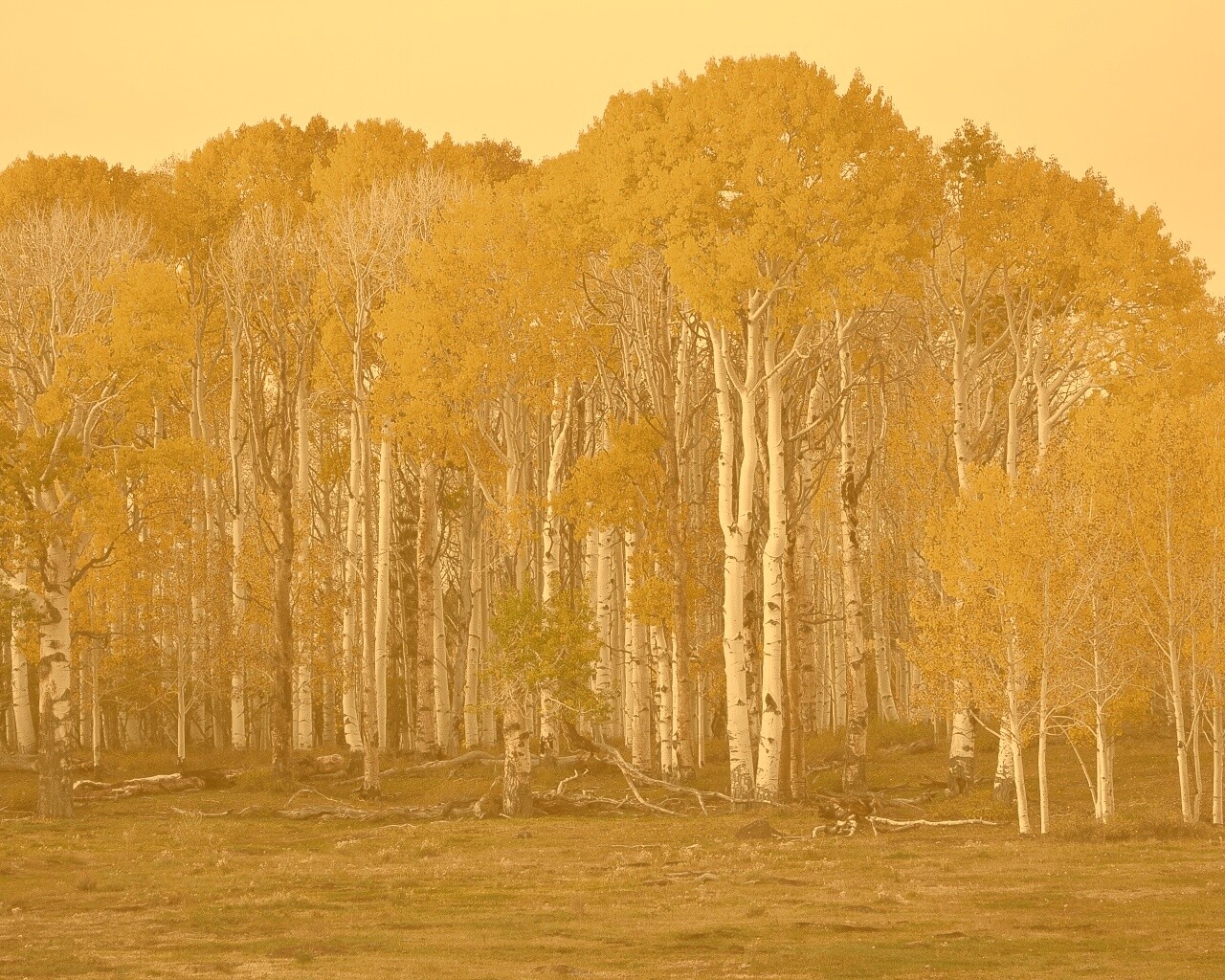 Пожелтевшая березовая роща обои