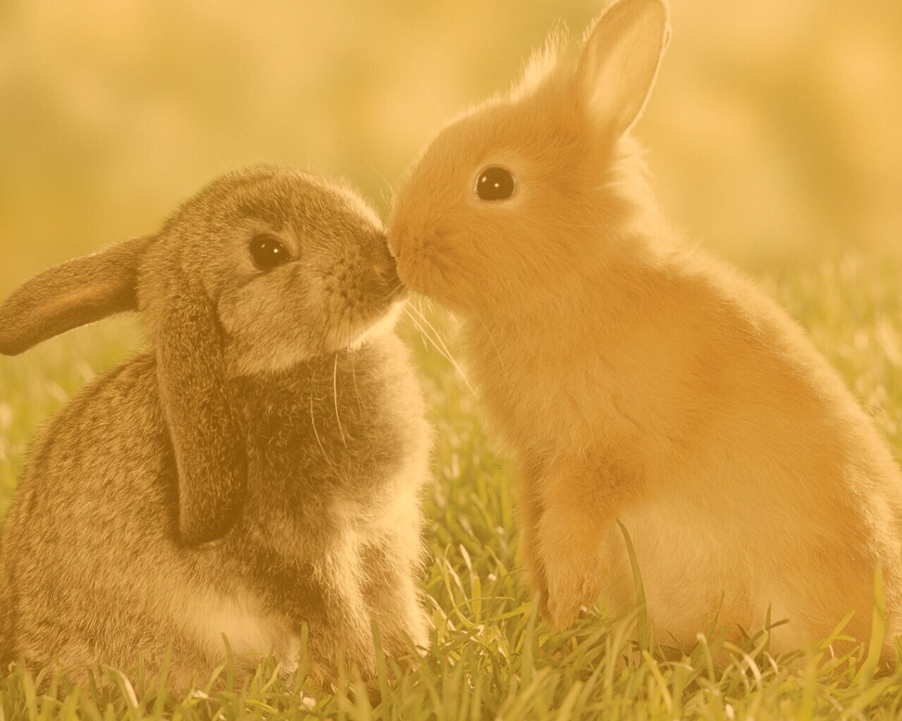 Кролики обои