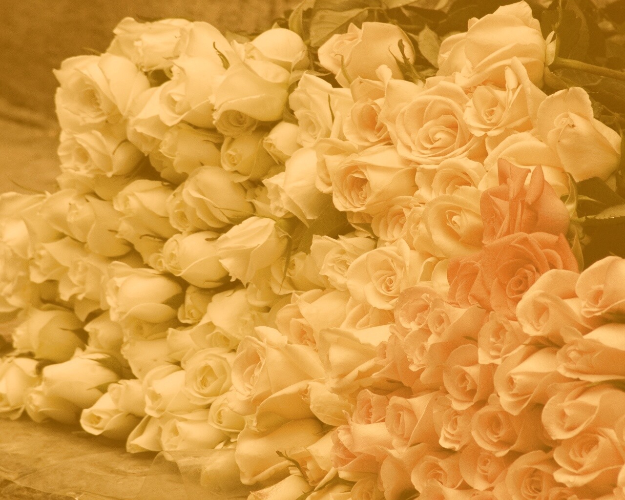 Букеты светлых роз обои