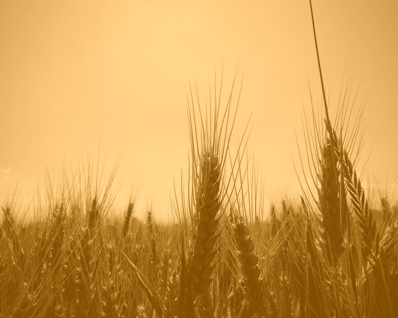Колосья в поле обои