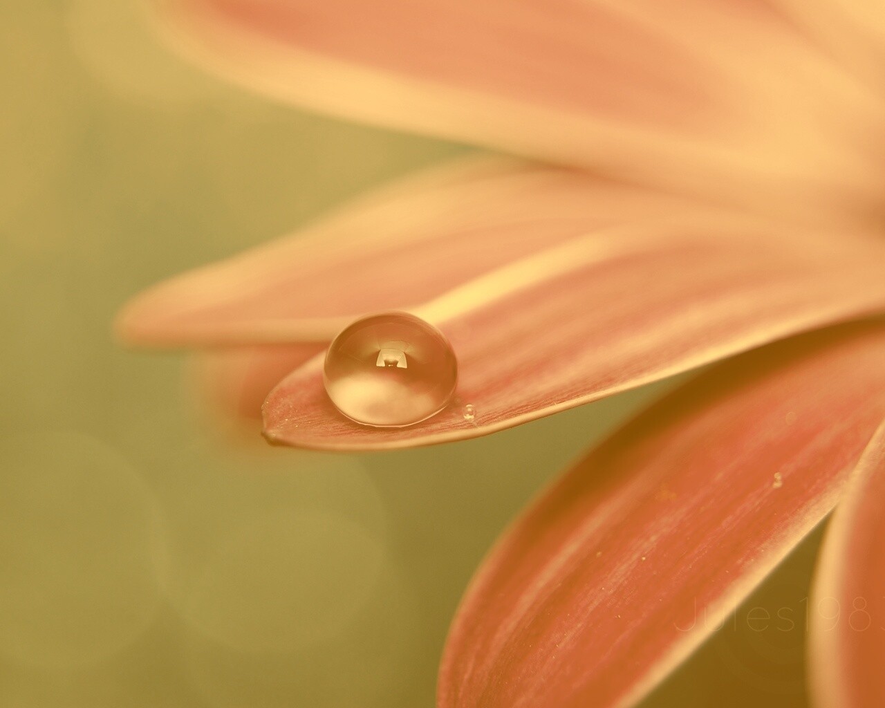 Капля на лепестке обои