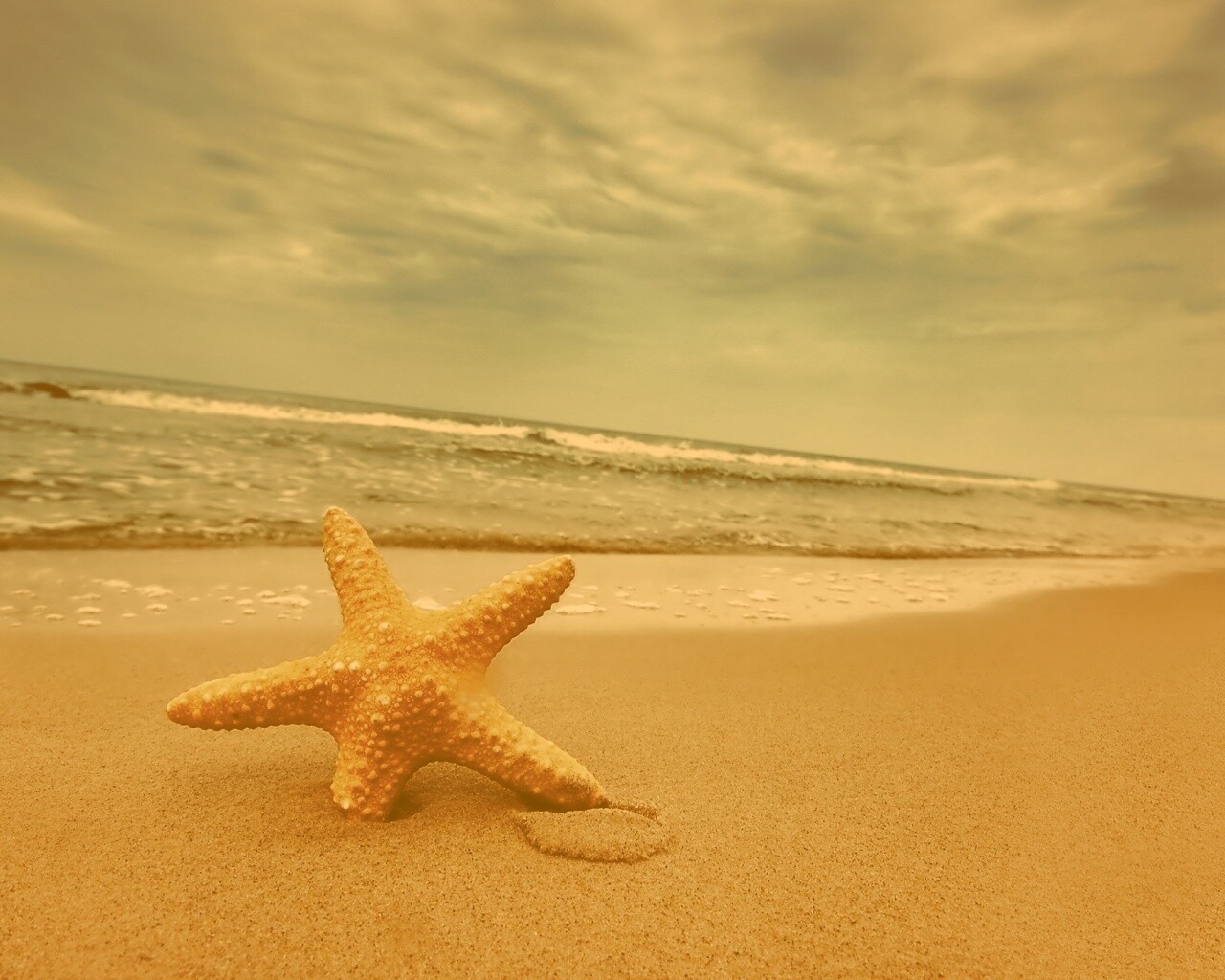 Морская звезда в песке обои