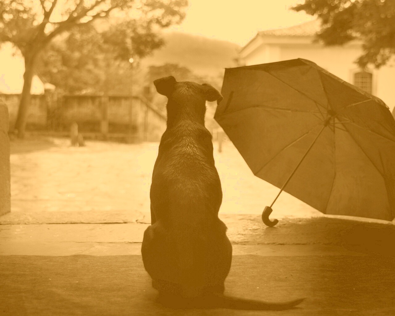 Собака и зонтик обои