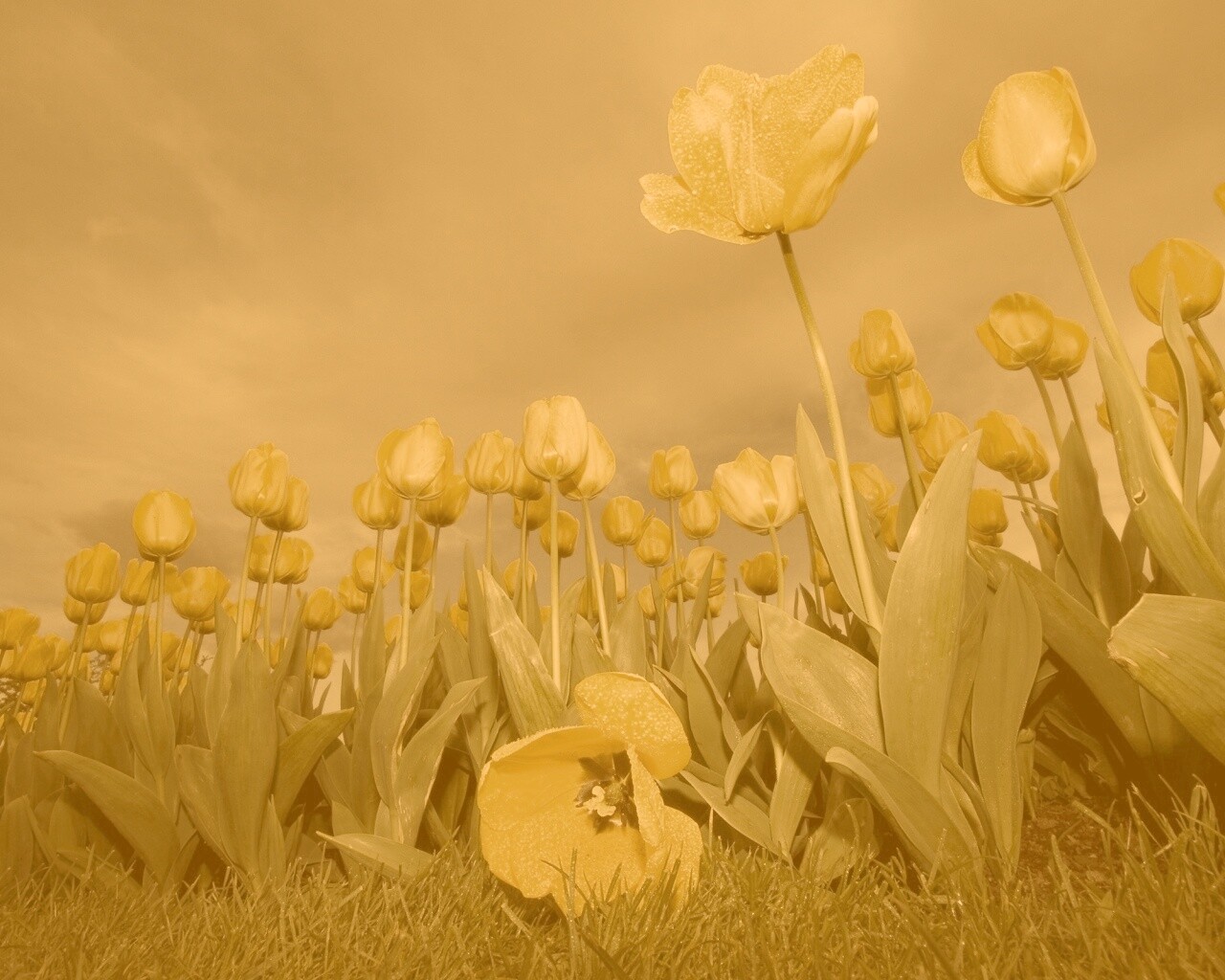 Жёлтые тюльпаны обои