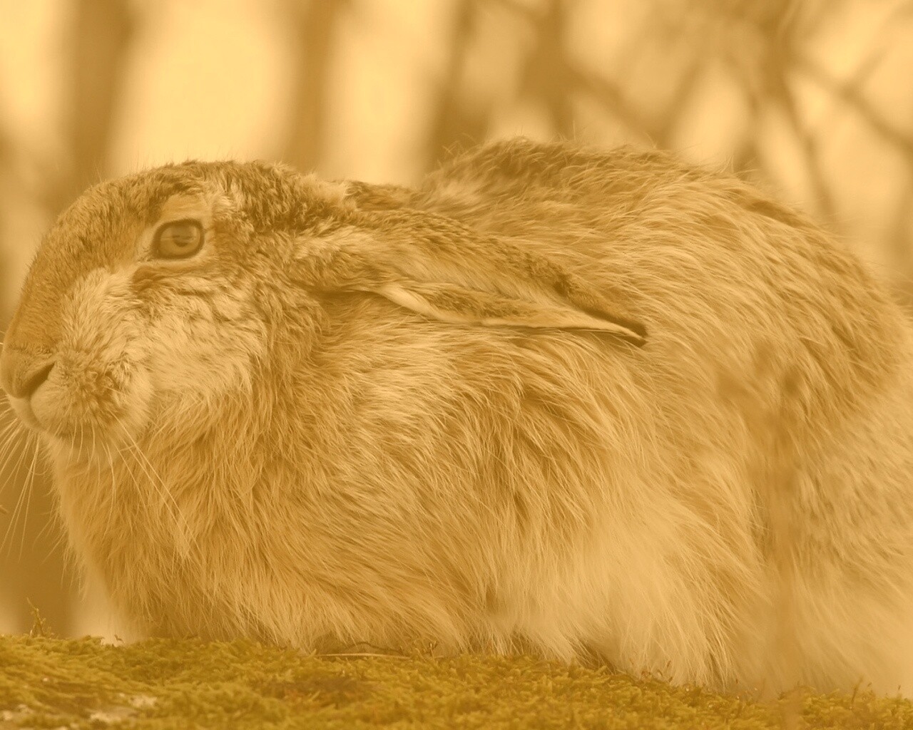 Нахохлившийся заяц-русак обои