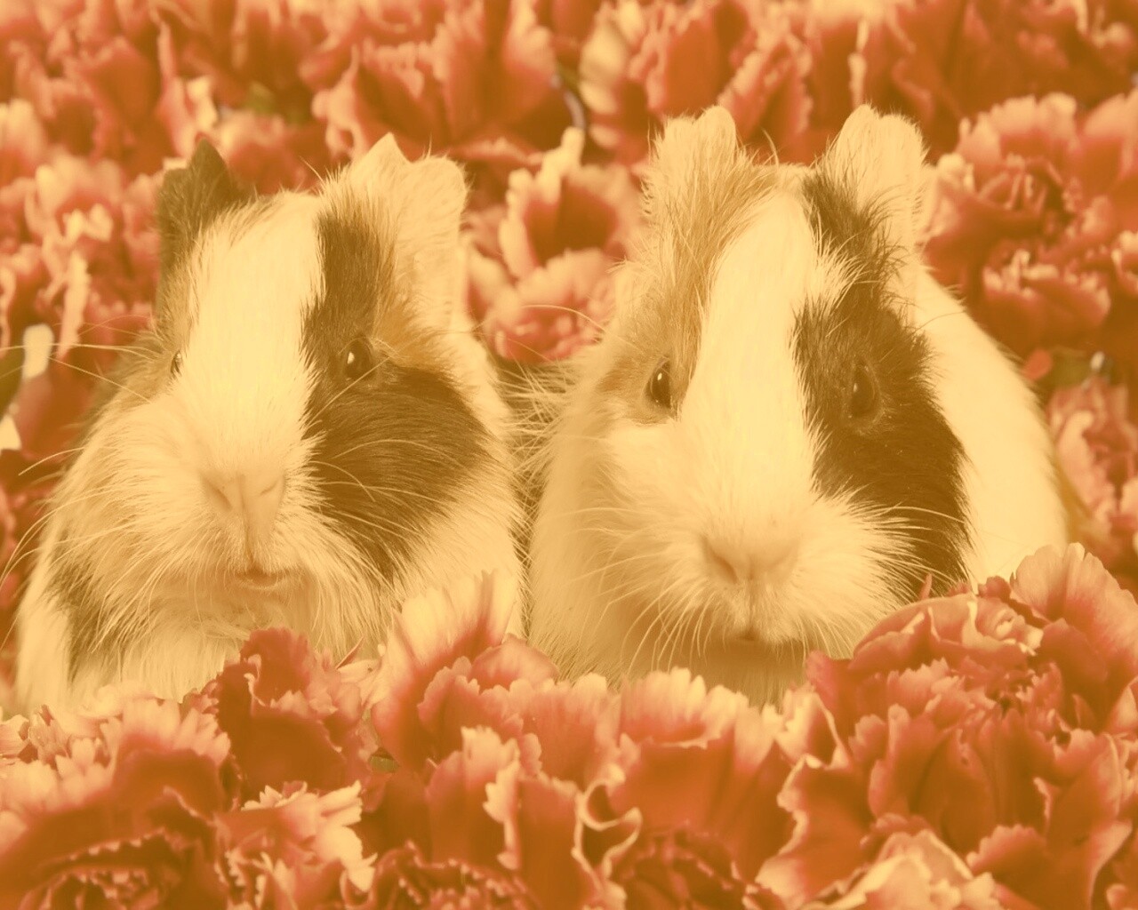 Морские свинки в гвоздиках обои