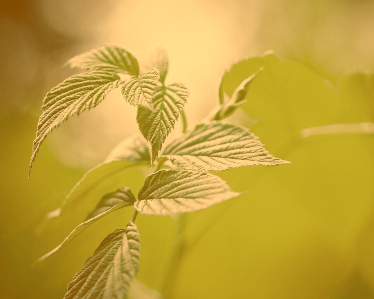 Листья малины обои