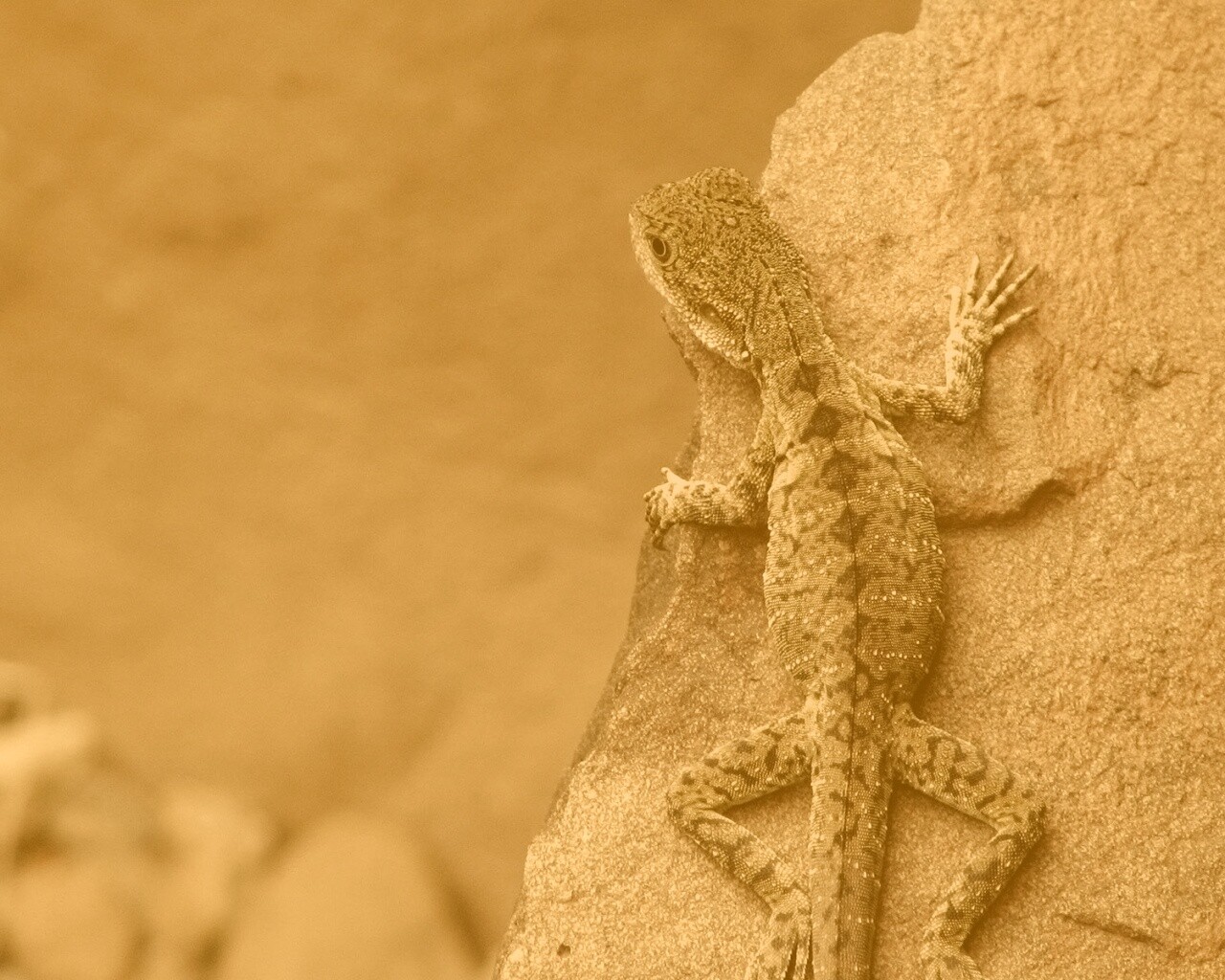 Ящерица на камне обои